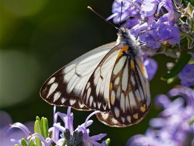 Belenois java (Caper White) at Harrison, ACT - 13 Sep 2025 by DPRees125
