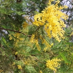 Acacia decurrens at West Wodonga, VIC - 11 Sep 2025 by KylieWaldon