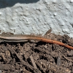 Morethia boulengeri (Boulenger's Skink) at Googong, NSW - 13 Sep 2025 by WHall