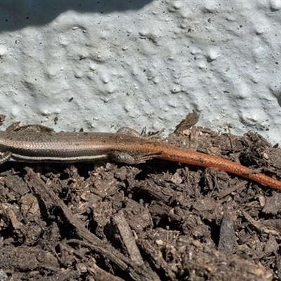 Morethia boulengeri (Boulenger's Skink) at Googong, NSW - 13 Sep 2025 by WHall