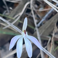 Caladenia fuscata (Dusky Fingers) at Ulladulla, NSW - 13 Sep 2025 by Clarel