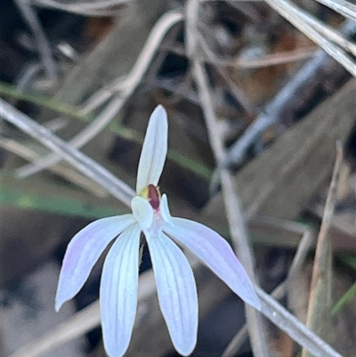 Caladenia fuscata (Dusky Fingers) at Ulladulla, NSW - 13 Sep 2025 by Clarel