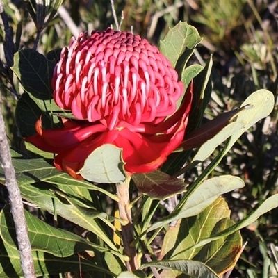 Telopea speciosissima (NSW Waratah) at Ulladulla, NSW - 13 Sep 2025 by Clarel