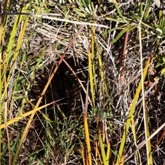 Tachyglossus aculeatus (Short-beaked Echidna) at Ulladulla, NSW - 13 Sep 2025 by Clarel