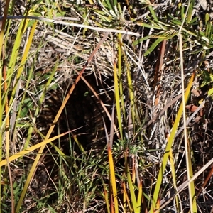 Tachyglossus aculeatus (Short-beaked Echidna) at Ulladulla, NSW - 13 Sep 2025 by Clarel