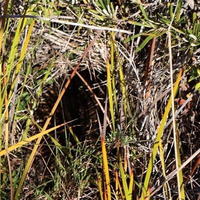 Tachyglossus aculeatus (Short-beaked Echidna) at Ulladulla, NSW - 13 Sep 2025 by Clarel