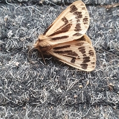 Ardices curvata (Crimson Tiger Moth) at Shark Creek, NSW - 5 Aug 2023 by Topwood