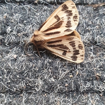 Ardices curvata (Crimson Tiger Moth) at Shark Creek, NSW - 5 Aug 2023 by Topwood