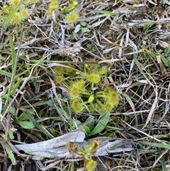 Drosera (genus) (A Sundew) at Uriarra Village, ACT - 13 Sep 2025 by Ash295