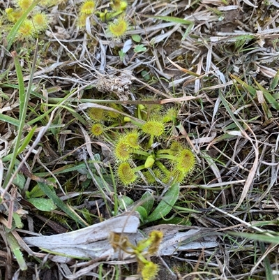 Drosera (genus) (A Sundew) at Uriarra Village, ACT - 13 Sep 2025 by Ash295