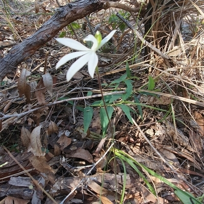Caladenia catenata (White Fingers) at Pillar Valley, NSW - 14 Jul 2023 by Topwood
