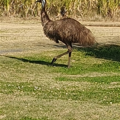 Dromaius novaehollandiae (Emu) at Tyndale, NSW - 30 Jul 2023 by Topwood