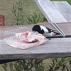 Cracticus nigrogularis (Pied Butcherbird) at Shark Creek, NSW - 29 Jun 2023 by Topwood