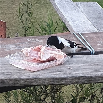 Cracticus nigrogularis (Pied Butcherbird) at Shark Creek, NSW - 29 Jun 2023 by Topwood
