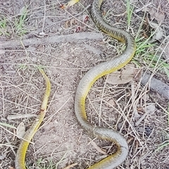 Dendrelaphis punctulatus (Green Tree Snake) at Tyndale, NSW - 19 Jun 2023 by Topwood