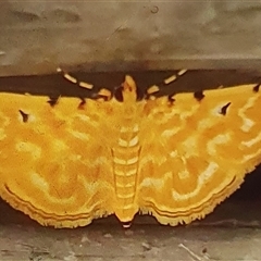 Notarcha aurolinealis (A Crambid moth (Spilomelinae)) at Tyndale, NSW - 19 Jun 2023 by Topwood