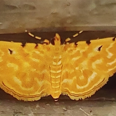 Notarcha aurolinealis (A Crambid moth (Spilomelinae)) at Tyndale, NSW - 19 Jun 2023 by Topwood