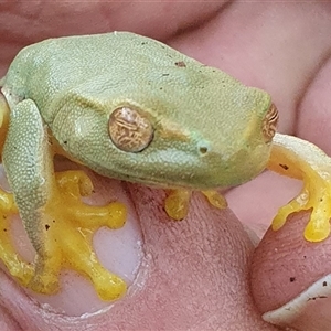 Litoria gracilenta (Dainty Tree Frog) at Pillar Valley, NSW - 16 Jun 2023 by Topwood