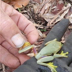 Litoria gracilenta at Pillar Valley, NSW - 16 Jun 2023 11:04 AM
