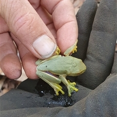 Litoria gracilenta at Pillar Valley, NSW - 16 Jun 2023 11:04 AM