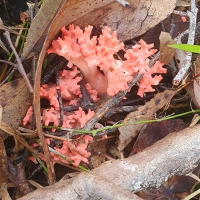 Ramaria sp. at Pillar Valley, NSW - 8 Jun 2023 by Topwood