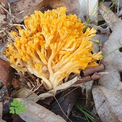 Ramaria sp. at Pillar Valley, NSW - 19 May 2023 by Topwood