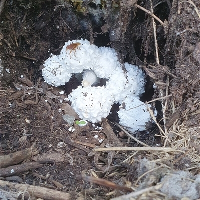 Unverified Fungus at Tyndale, NSW - 6 May 2023 by Topwood