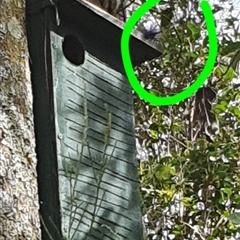 Perameles nasuta at Tyndale, NSW - 31 Mar 2023 by Topwood