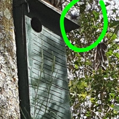 Perameles nasuta at Tyndale, NSW - 31 Mar 2023 by Topwood