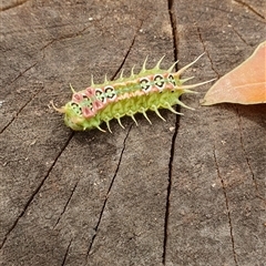 Doratifera quadriguttata (Four-spotted Cup Moth) at Shark Creek, NSW - 28 Mar 2023 by Topwood