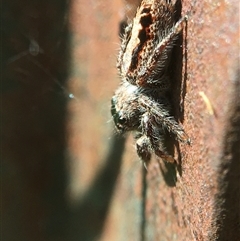 Sandalodes superbus (Ludicra Jumping Spider) at Crowther, NSW - 13 Sep 2025 by Frecko