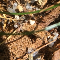 Iridomyrmex rufoniger (Tufted Tyrant Ant) at Crowther, NSW - 13 Sep 2025 by Frecko