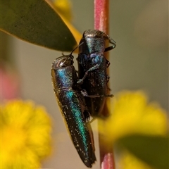 Melobasis thoracica (A jewel beetle) at Aranda, ACT - 13 Sep 2025 by Miranda