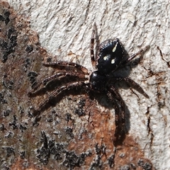 Tharpyna campestrata (Country Crab Spider) at Hall, ACT - 13 Sep 2025 by Anna123