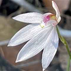 Caladenia carnea (Pink Fingers) at Mondayong, NSW - 13 Sep 2025 by Clarel