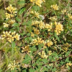 Pomaderris phylicifolia subsp. ericoides at Bundanoon, NSW - 13 Sep 2025 by Aussiegall