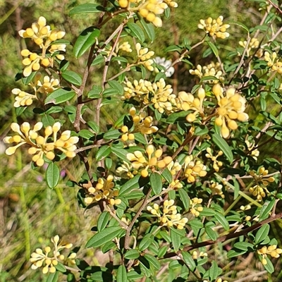 Pomaderris phylicifolia subsp. ericoides at Bundanoon, NSW - 13 Sep 2025 by Aussiegall