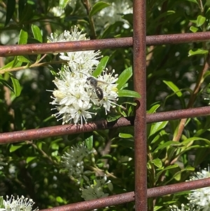 Apiformes (informal group) at Kingsvale, NSW - 13 Sep 2025 by BCTbluebucket