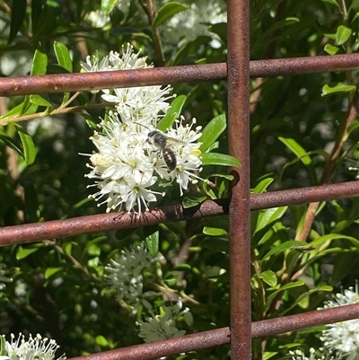 Apiformes (informal group) at Kingsvale, NSW - 13 Sep 2025 by BCTbluebucket