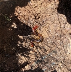 Cormocephalus aurantiipes (Orange-legged Centipede) at Kingsvale, NSW - 13 Sep 2025 by BCTbluebucket