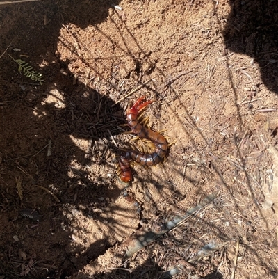 Cormocephalus aurantiipes (Orange-legged Centipede) at Kingsvale, NSW - 13 Sep 2025 by BCTbluebucket