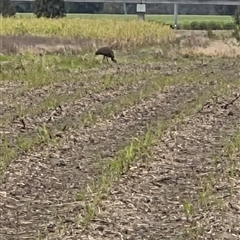 Dromaius novaehollandiae (Emu) at Tyndale, NSW - 19 Aug 2025 by Topwood
