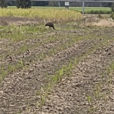 Dromaius novaehollandiae (Emu) at Tyndale, NSW - 19 Aug 2025 by Topwood