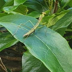 Unverified Stick insect (Phasmatodea) at Shark Creek, NSW - 12 Mar 2025 by Topwood