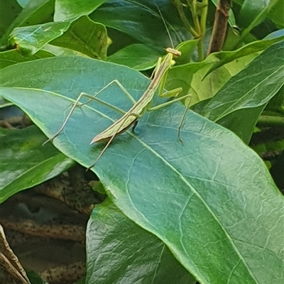 Unverified Stick insect (Phasmatodea) at Shark Creek, NSW - 12 Mar 2025 by Topwood
