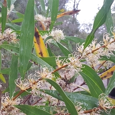 Hakea salicifolia (Willow-leaved Hakea) at Shark Creek, NSW - 19 Oct 2022 by Topwood