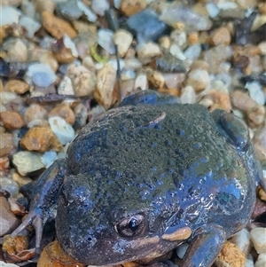 Limnodynastes dumerilii (Eastern Banjo Frog) at Latham, ACT - 13 Sep 2025 by SW