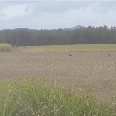 Dromaius novaehollandiae (Emu) at South Arm, NSW - 8 Aug 2025 by Topwood
