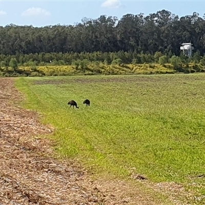 Dromaius novaehollandiae (Emu) at Tyndale, NSW - 5 Jan 2025 by Topwood