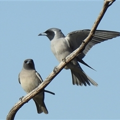 Artamus personatus (Masked Woodswallow) at Windorah, QLD - 18 Aug 2025 by HelenCross
